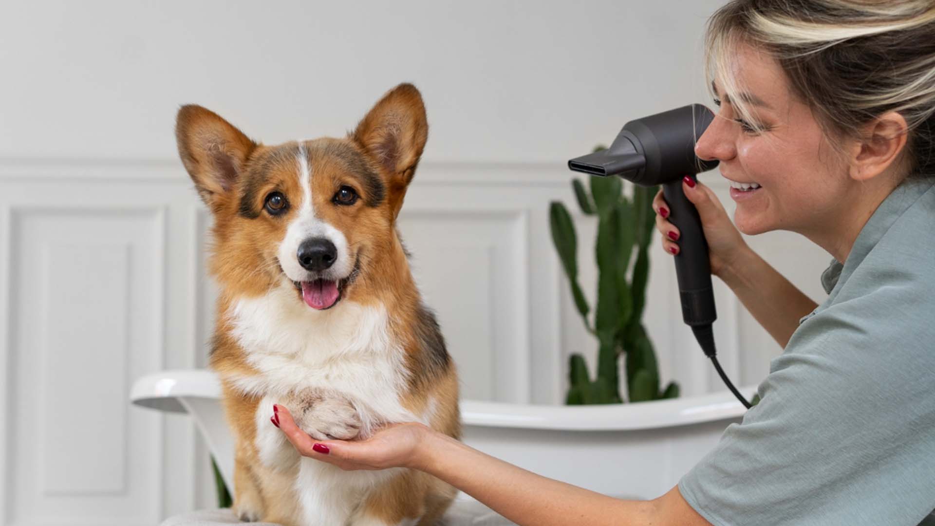 List Of Top-Rated Compounding Services For Pets in The Brampton Area